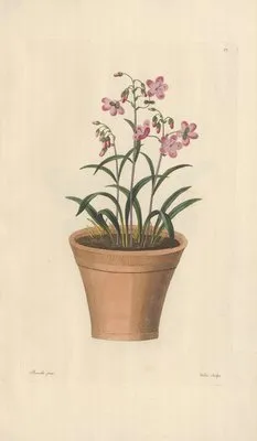 Claytonia virginica (1819) (Claytonia virginica (1819))
