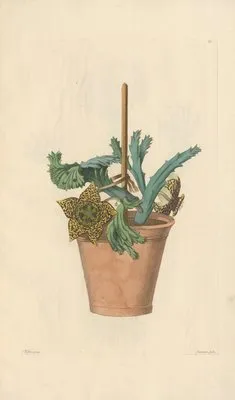 Stapelia variegata (1819) (Stapelia variegata (1819))