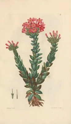 Dietrichia coccinea (1819) (Dietrichia coccinea (1819))