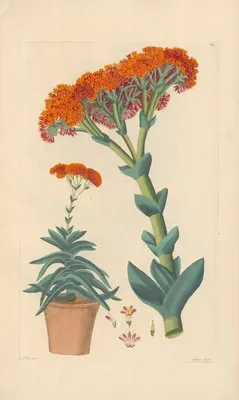 Rochea falcata (1819) (Rochea falcata (1819))