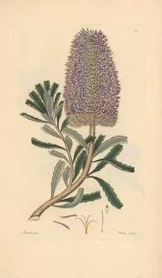Banksia marcescens (1819) (Banksia marcescens (1819))