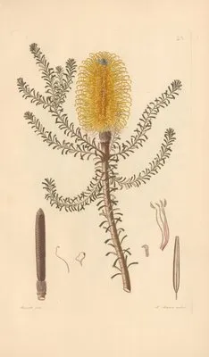 Banksia ericaefolia (1819) (Banksia ericaefolia (1819))