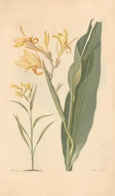 Canna glauca (1819) (Canna glauca (1819))