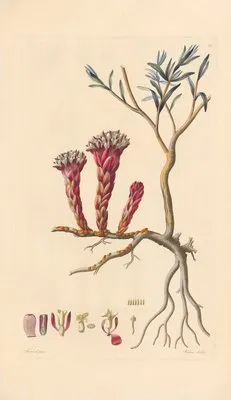 Cytinus hypocistis (1819) (Cytinus hypocistis (1819))