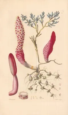 Cynomorium coccineum (1819) (Cynomorium coccineum (1819))