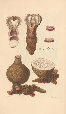 Aphyteja Hydnora (1819) (Aphyteja Hydnora (1819))