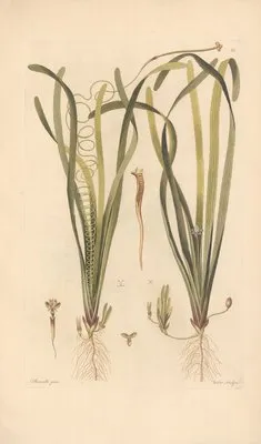 Valisneria spiralis (1819) (Valisneria spiralis (1819))