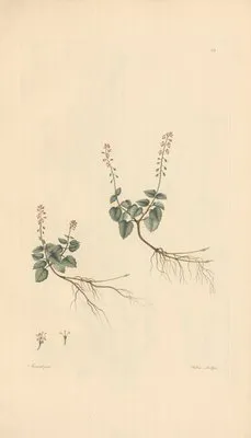 Circaea alpina (1819) (Circaea alpina (1819))