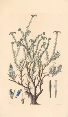Echium petraeum (1819) (Echium petraeum (1819))