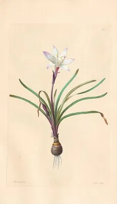 Amaryllis Atamasco (1819) (Amaryllis Atamasco (1819))