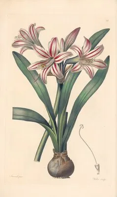 Amaryllis vittata (1819) (Amaryllis vittata (1819))
