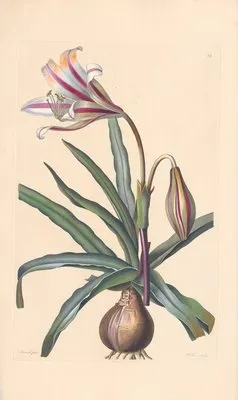 Amaryllis ornata (1819) (Amaryllis ornata (1819))