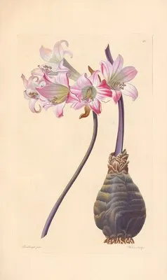 Amaryllis belladonna (1819) (Amaryllis belladonna (1819))