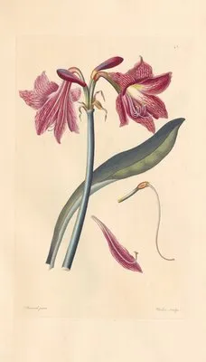 Amaryllis reticulata (1819) (Amaryllis reticulata (1819))