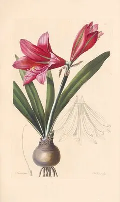 Amaryllis reginae (1819) (Amaryllis reginae (1819))