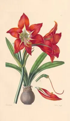Amaryllis miniata (1819) (Amaryllis miniata (1819))