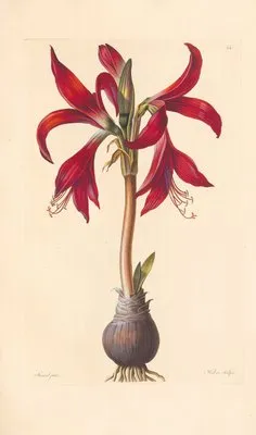 Amaryllis formosissima (1819) (Amaryllis formosissima (1819))