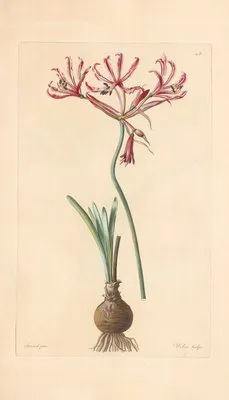 Amaryllis aucta (1819) (Amaryllis aucta (1819))
