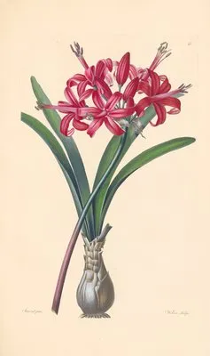 Amaryllis sarniensis (1819) (Amaryllis sarniensis (1819))