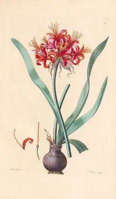 Amaryllis Fothergillii (1819) (Amaryllis Fothergillii (1819))