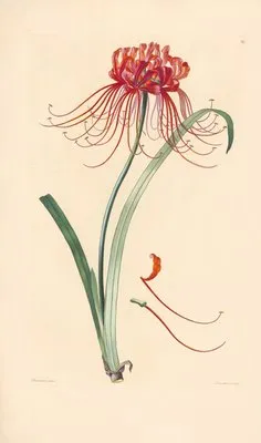 Amaryllis radiata (1819) (Amaryllis radiata (1819))
