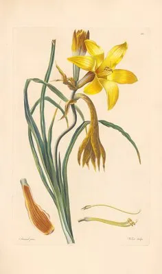 Hemerocallis graminea (1819) (Hemerocallis graminea (1819))
