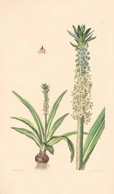Eucomis punctata (1819) (Eucomis punctata (1819))