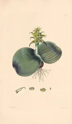 Eucomis bifolia (1819) (Eucomis bifolia (1819))