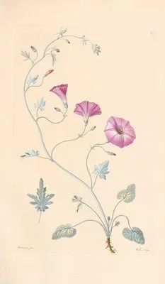Convolnulus althaeoides (1819) (Convolnulus althaeoides (1819))