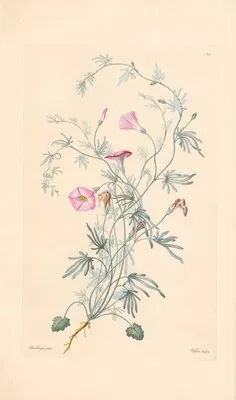 Convolnulus althaeoides (1819) (Convolnulus althaeoides (1819))