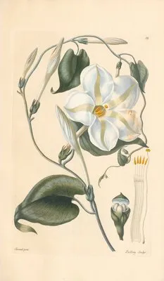 Ipomea grandiflora (1819) (Ipomea grandiflora (1819))
