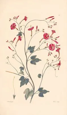 Ipomea hederaefolia (1819) (Ipomea hederaefolia (1819))