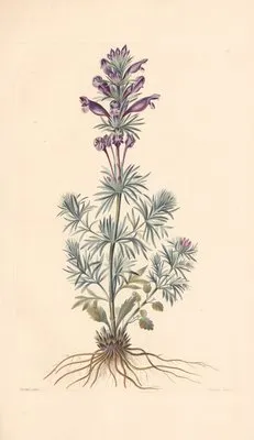 Dracocephalum austriacum (1819) (Dracocephalum austriacum (1819))