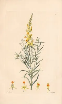 Peloria Linariae vulgaris (1819) (Peloria Linariae vulgaris (1819))