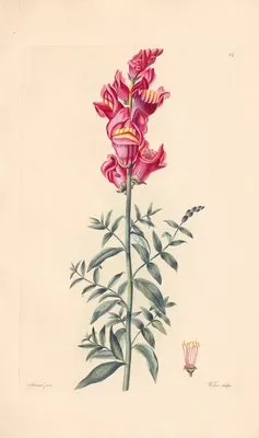 Antirrhinum majus (1819) (Antirrhinum majus (1819))