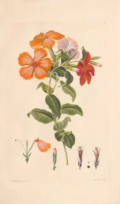 Hedona sinensis (1819) (Hedona sinensis (1819))