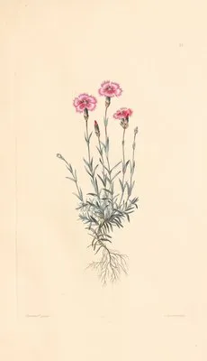 Dianthus caesius (1819) (Dianthus caesius (1819))