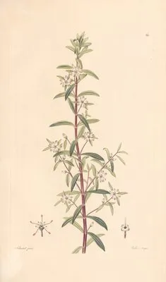 Diosma serratifolium (1819) (Diosma serratifolium (1819))