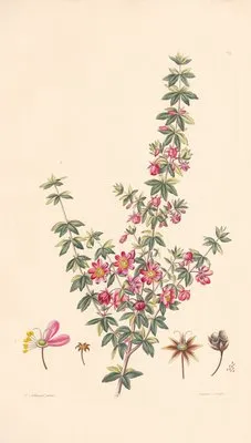 Bauera rubiacfolia (1819) (Bauera rubiacfolia (1819))