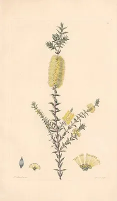 Melaleuca squarrosa (1819) (Melaleuca squarrosa (1819))