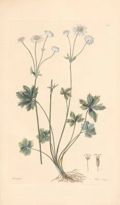 Astrantia carniolica (1819) (Astrantia carniolica (1819))