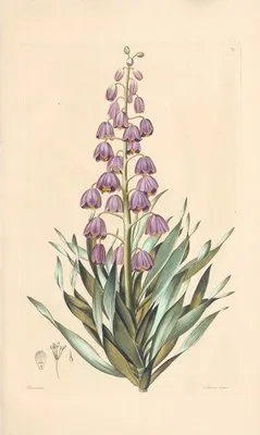 Fritillaria persica (1819) (Fritillaria persica (1819))