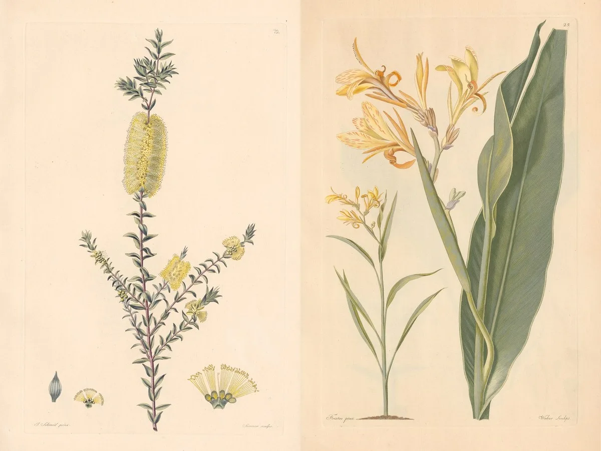 Thesaurus botanicus
