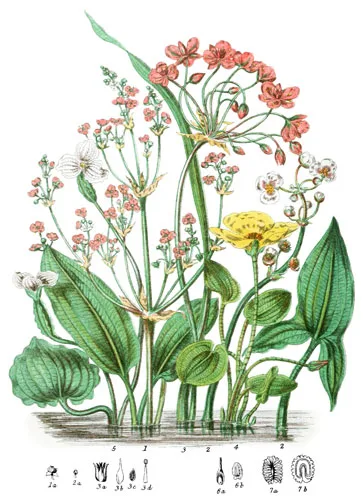 Alismaceæ