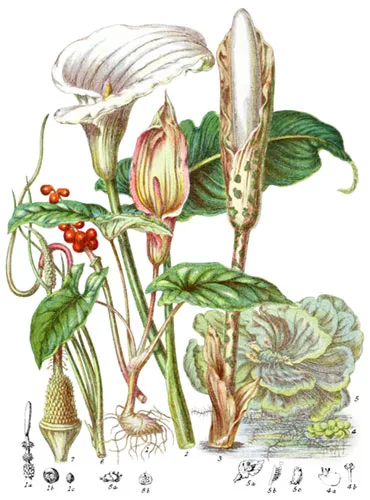 Araceæ