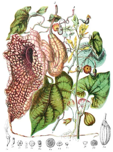 Aristolochiaceæ