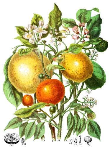 Aurantiaceæ