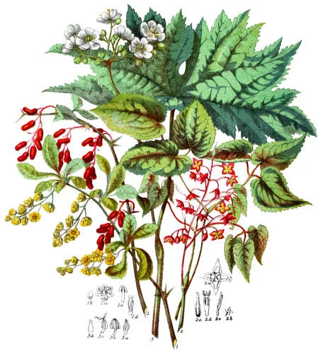 Berberidaceæ