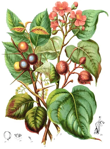 Bixaceæ