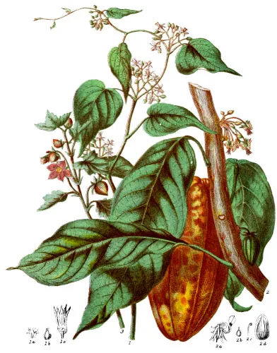 Byttneriaceæ